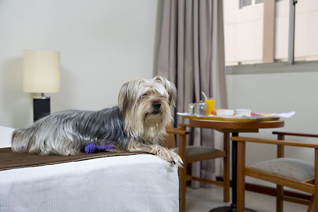 Stream Palace Hotel (Adults Only) Ribeirao Preto Bagian luar foto